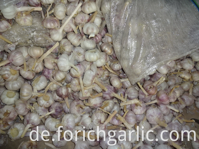 Export Garlic Price